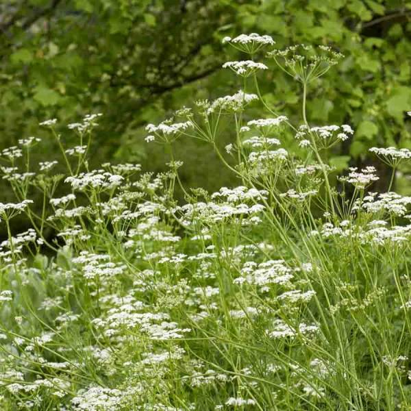 Aromatiques - Cumin des Prés - face recto